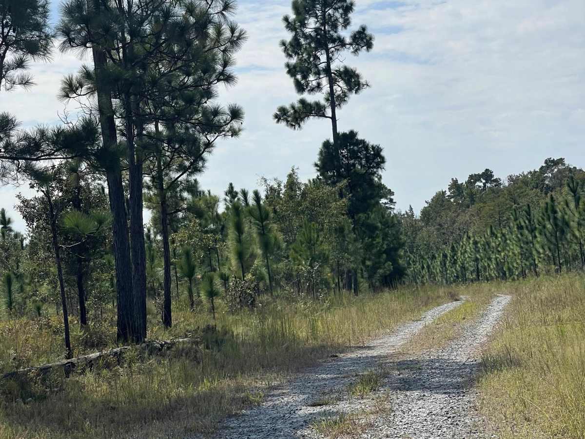 Ella Mae Road trail photo