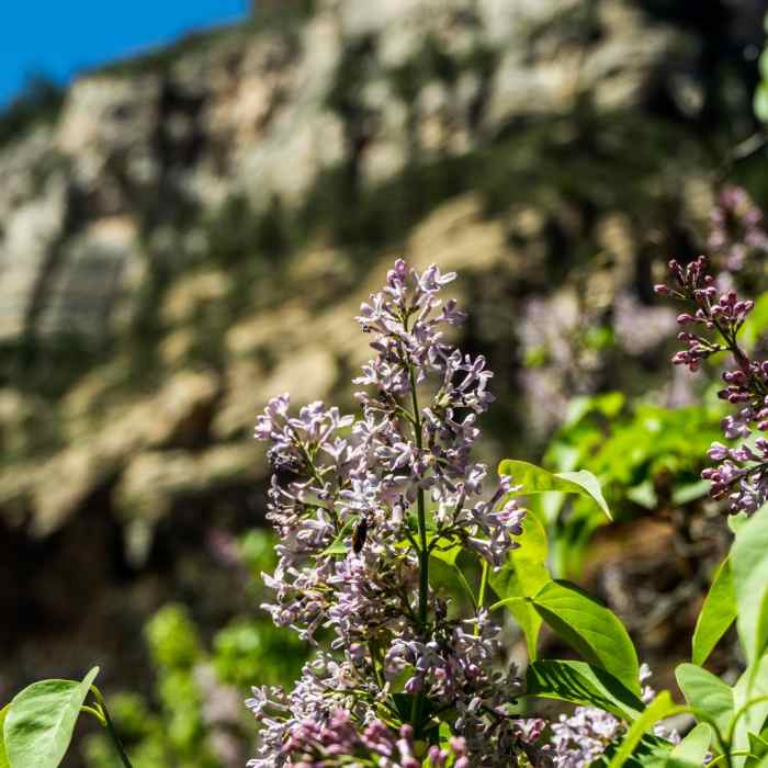 Near West Fork of Oak Creek Trail