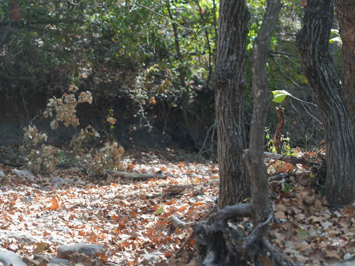 Blue 34 trail photo