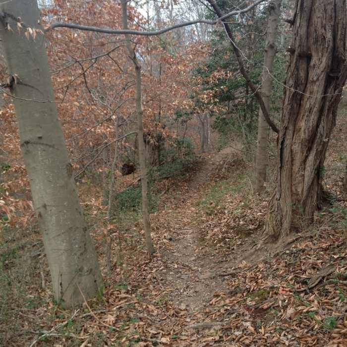 Near North Hills Trail (Eastern Portion)