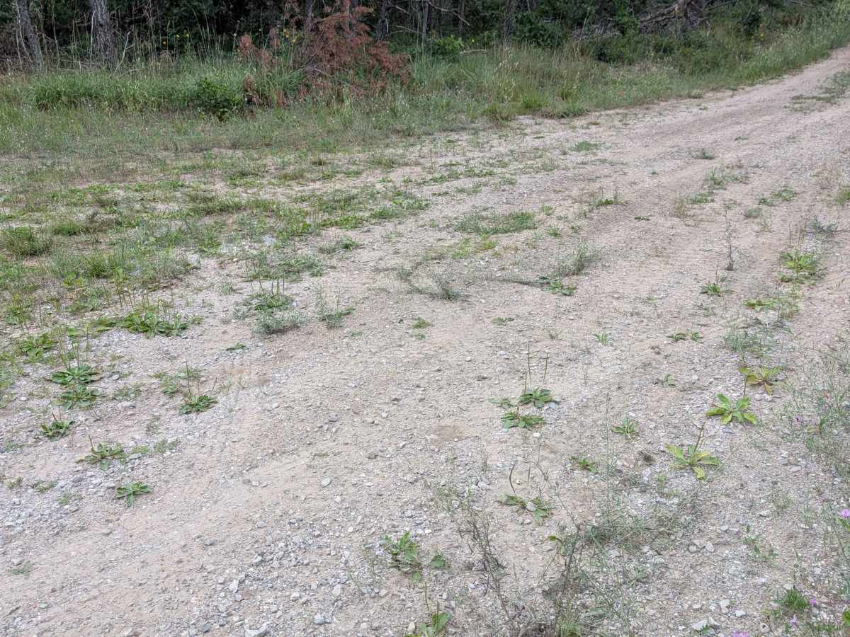 FS 3984 trail photo