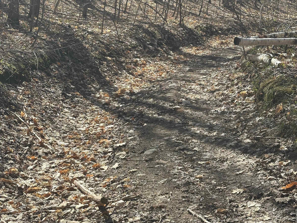 Blue Bear Trail photo 4