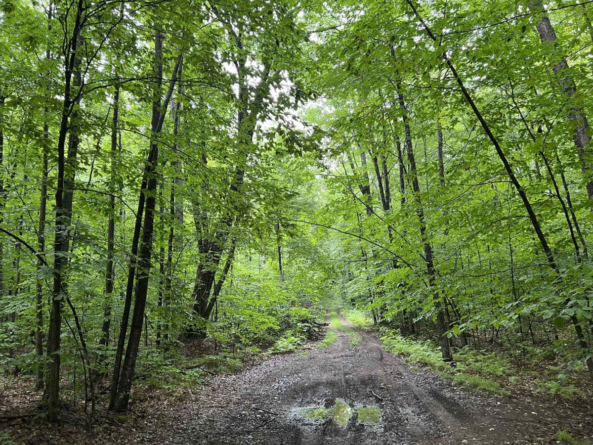 FS 2673 trail photo
