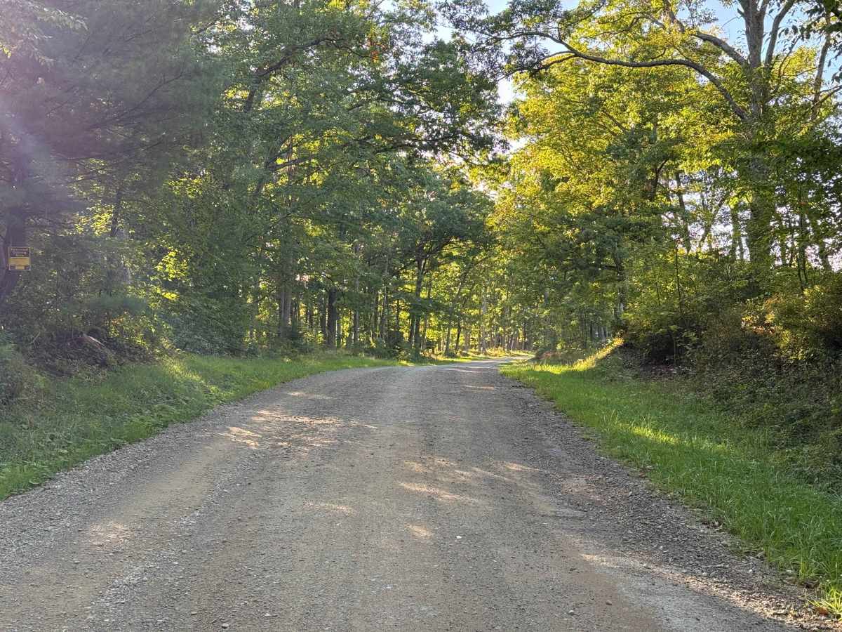 Old State Road - FS 157 trail photo