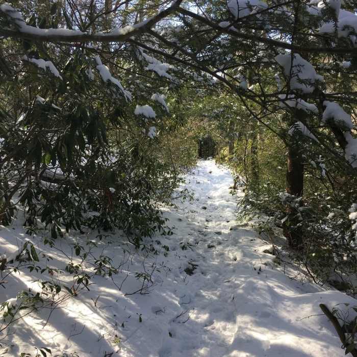 lower part of the rattlesnake swamp trail Near Rattlesnake Swamp - AT Loop