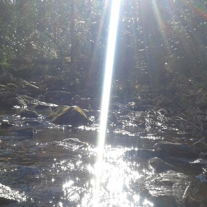 Near Dutchman's Creek Trail #98