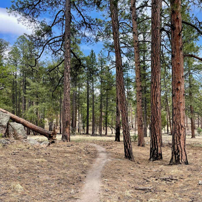 Near Continental Divide Trail: New Mexico Section 15