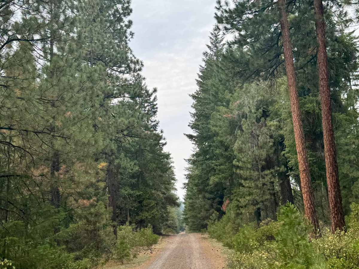 FS 1152 trail photo