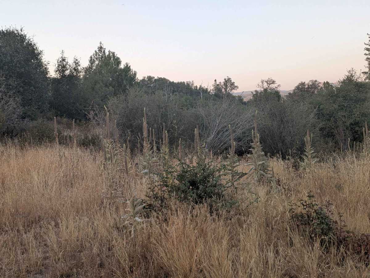 Ponderosa Way Cutoff photo 4