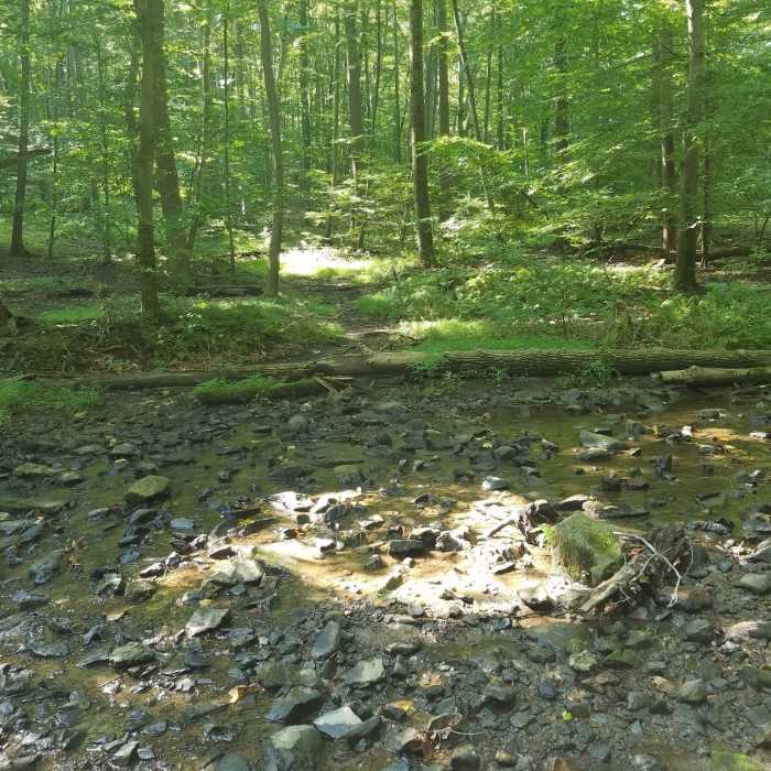 One of several small un-improved water crossings Near Dismal Run Trail