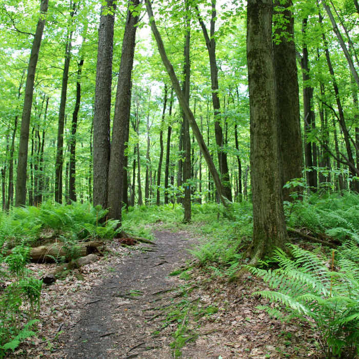 Near Wolf Rocks Trail