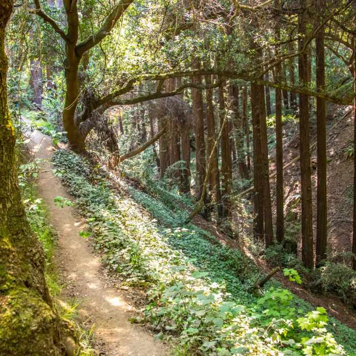 Near Joaquin Miller Park Loop