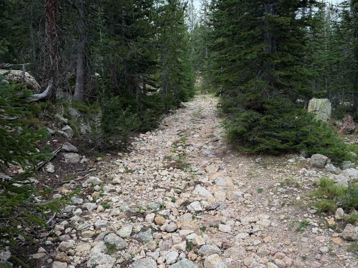 Larkspur - FS 319  photo 2