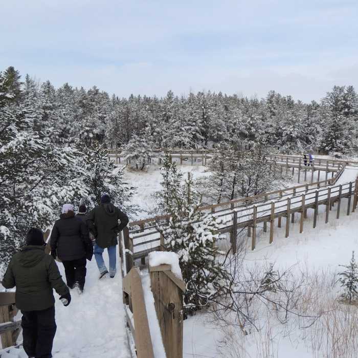 Hiking through some of the southernmost stands of jack pines in the world. These are a result of the last ice age! Near West Beach 3-Loop