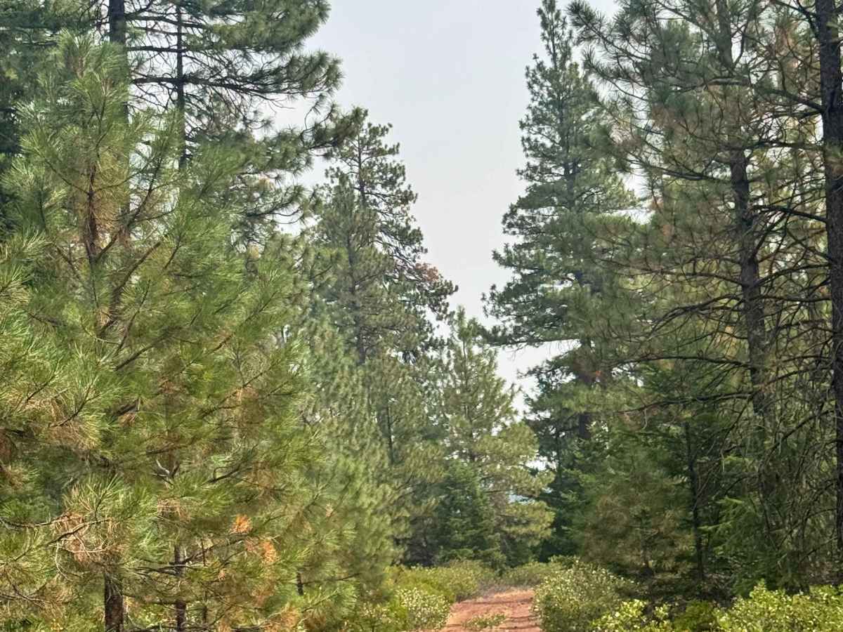 FS 1100-800 trail photo