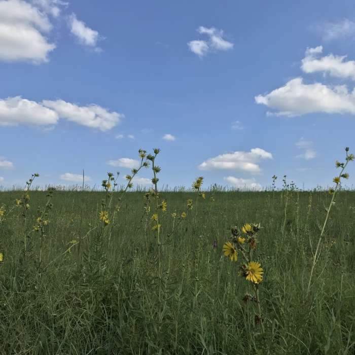 Near Prairie Center Main Trail