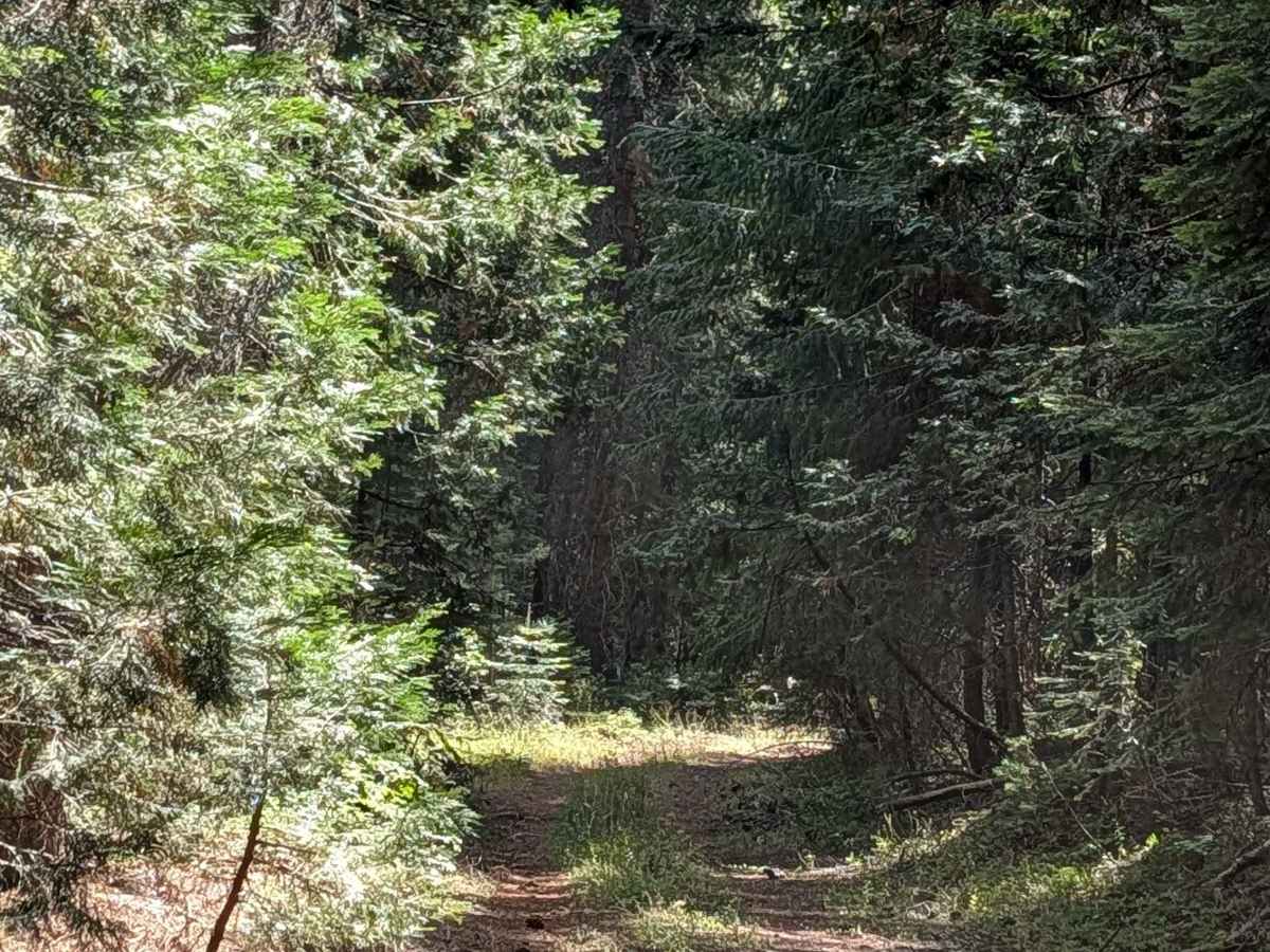 Dead Horse Tower - FS 40N10H trail photo