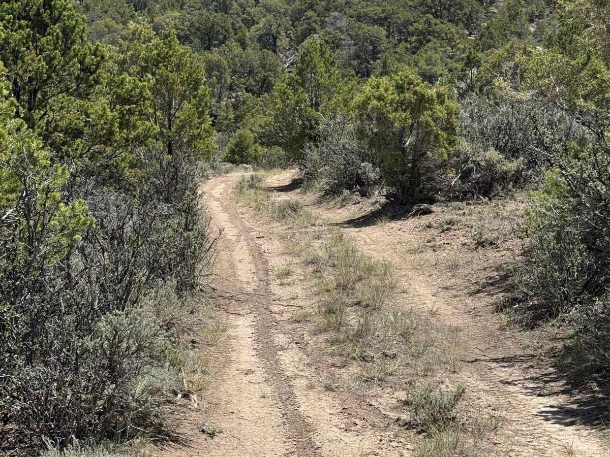 BLM 8477 photo 3