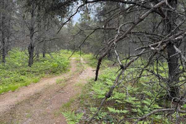 Deadwood Trail