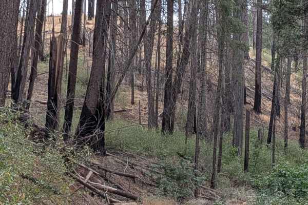 Ferguson Ridge - FS 3S004