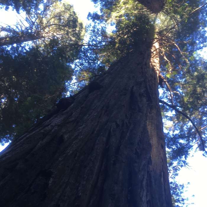 Old growth Near Lady Bird Johnson Grove Nature Trail