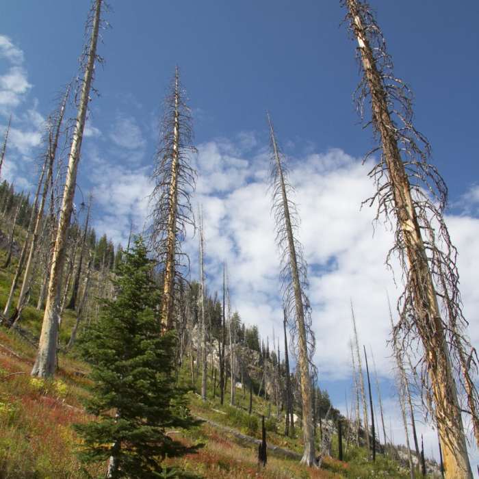 Near Pats Lake, Arrowhead Lake, + Queens River Divide