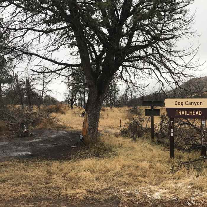 Near Dog Canyon Trail (T106)
