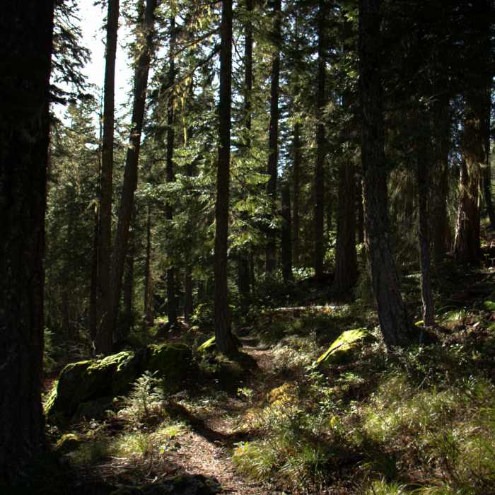 At the start of the #905 trail Near Steve Fork Trail #905