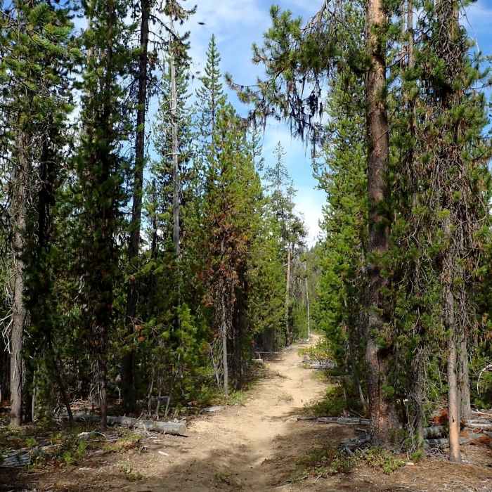 Near Tenas Peak Loop