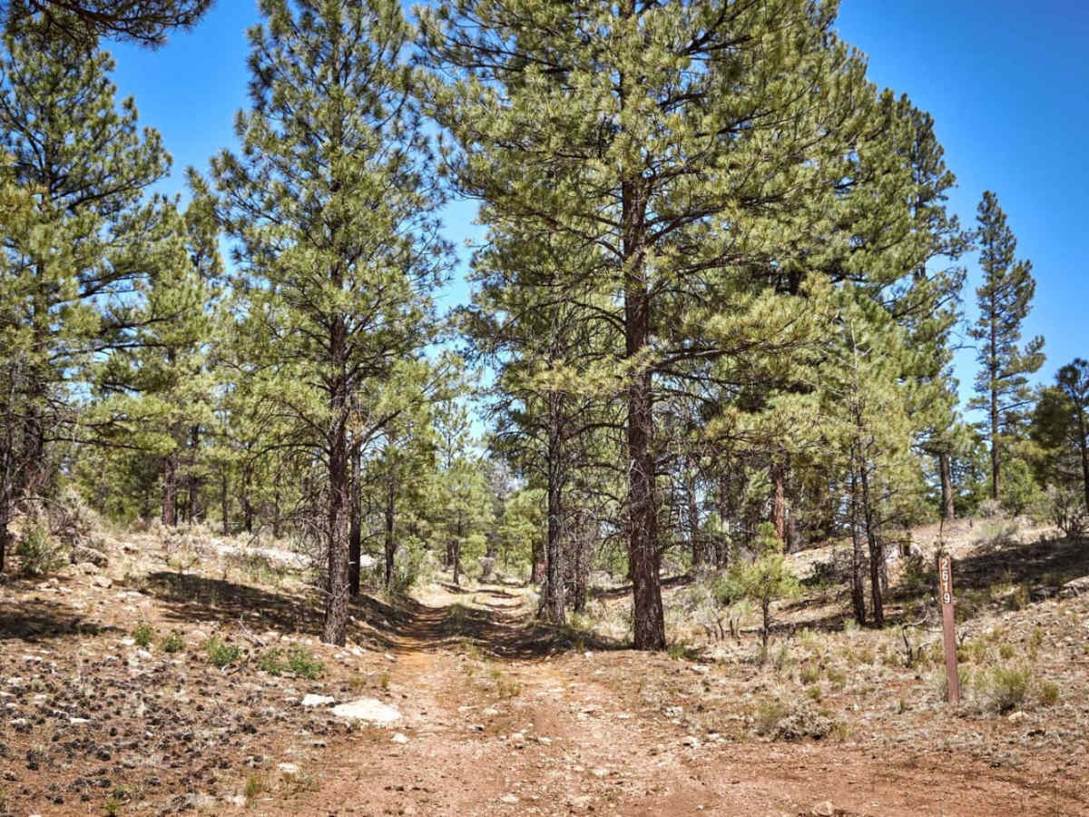 Forest Road 2619 trail photo