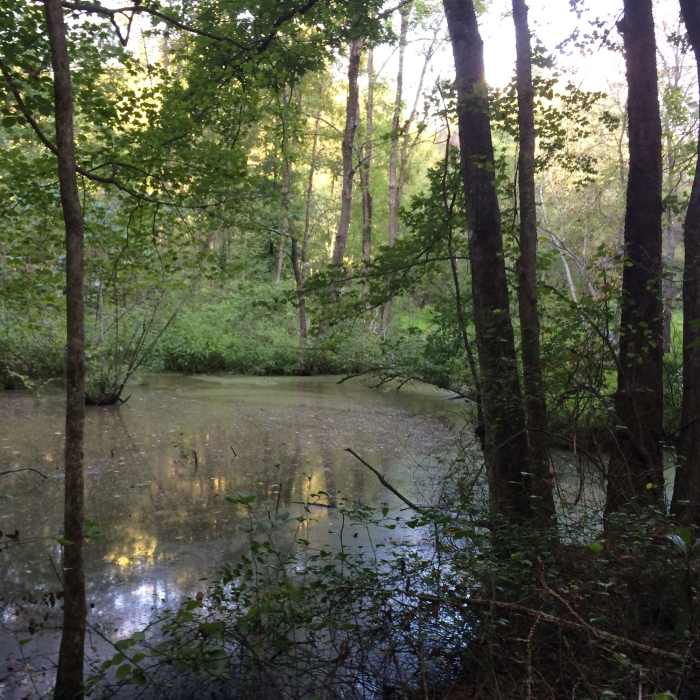 Near Mountains-to-Sea Trail: Segment 8