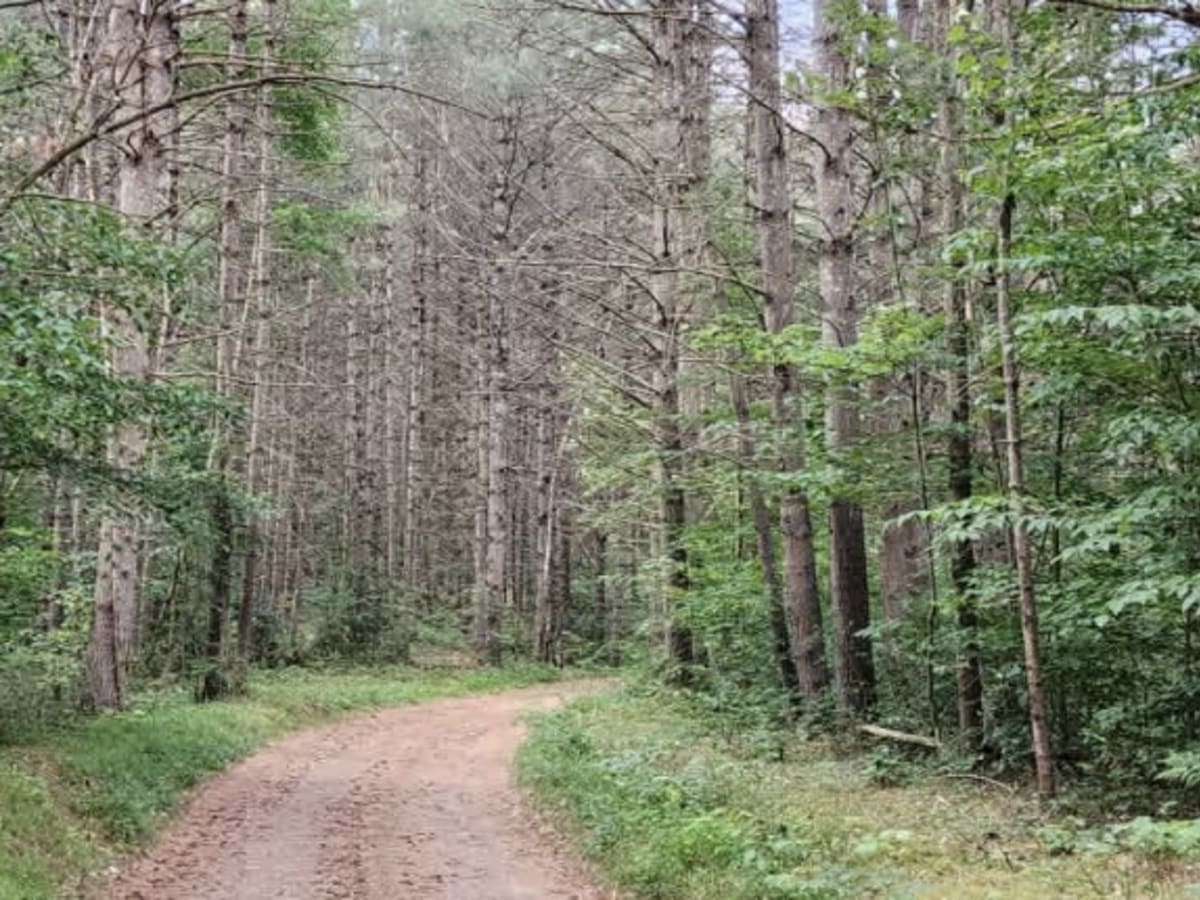 Cleveland Lake Road trail photo
