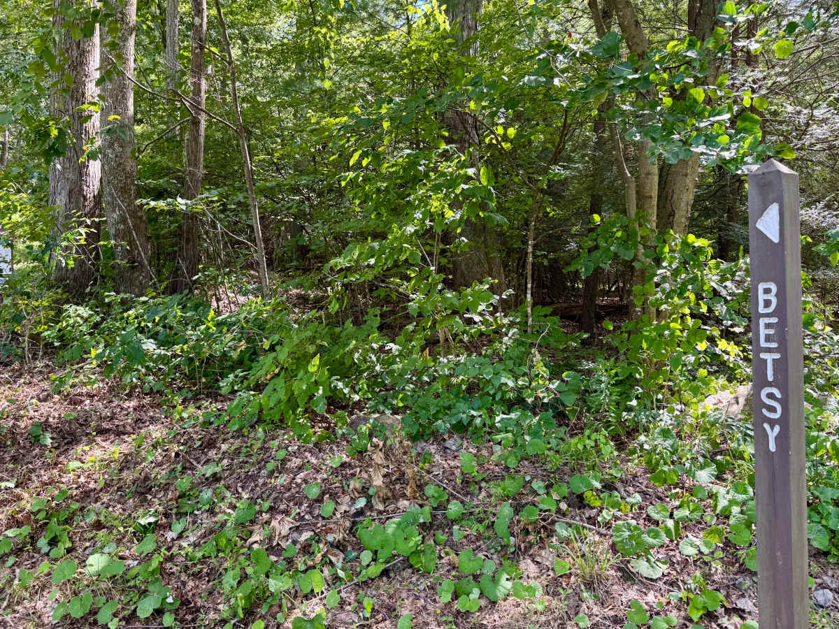 Betsy Road photo 3