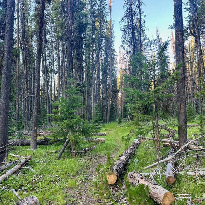 Near Continental Divide Trail: Montana-Idaho Section 13