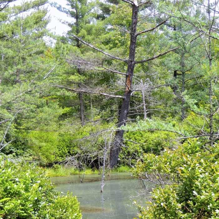 Near Pinhook Bog Trail