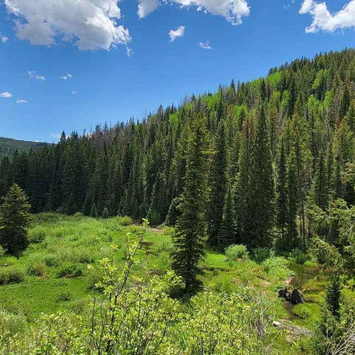 Near Three Forks Trail #2150