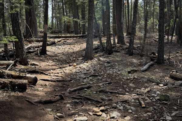 Pines North Trail 