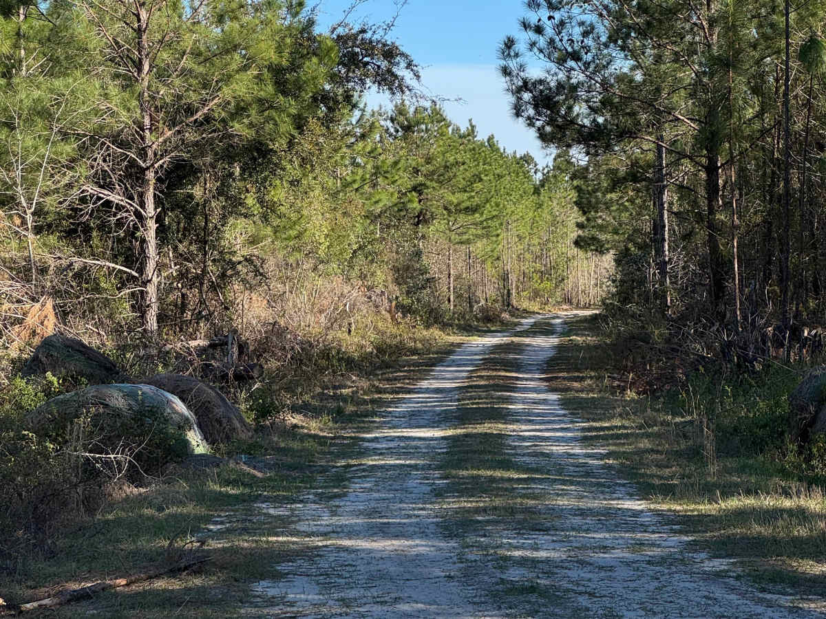 Rump Road photo 4