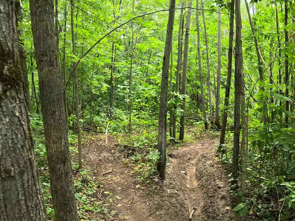 Logger's Run photo 3