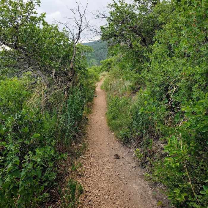 Enjoy easy terrain alongside Gold Camp Reservoir. The shrubbery is brimming with birds. Near Ridgeway Trail