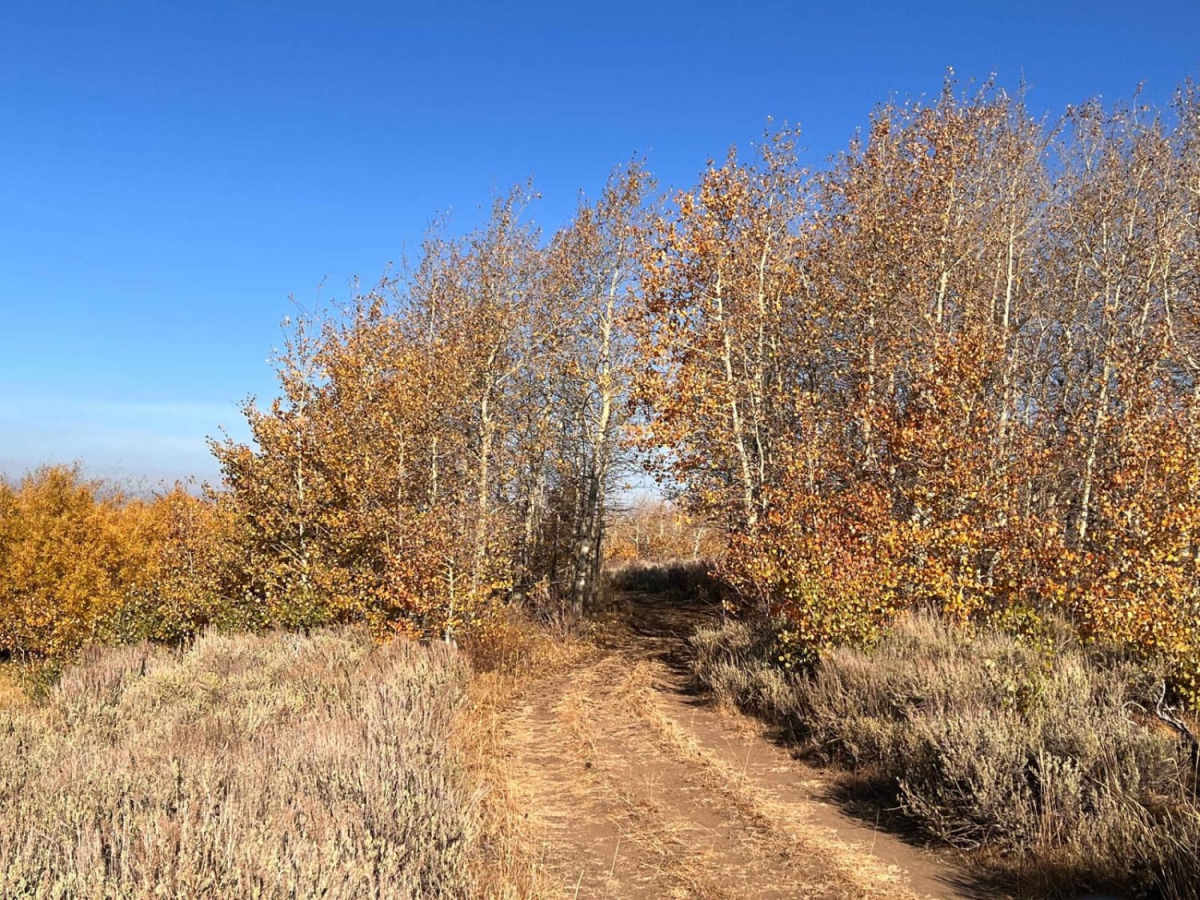 Grove Creek Road photo 2