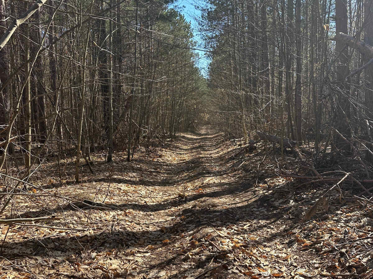 Blue Bear Trail photo 6