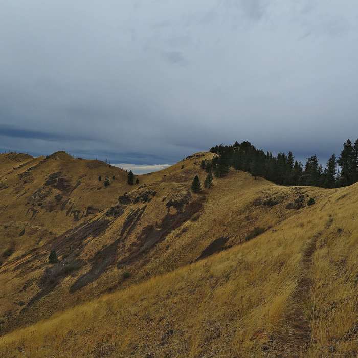 Near Camp Howard Trail #104