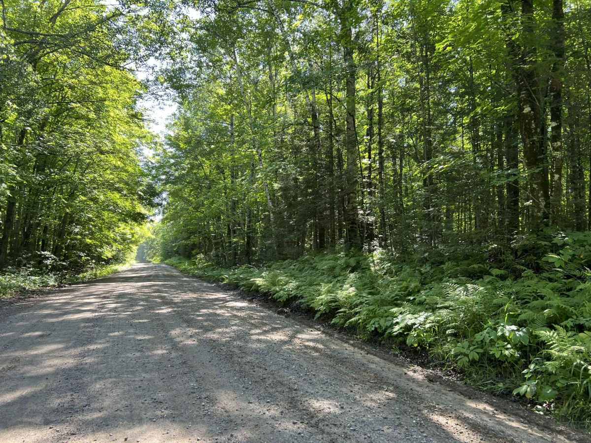 Morgan Lake Road - FS 2161 photo 5