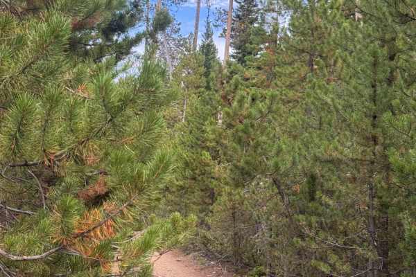 Bear Spur