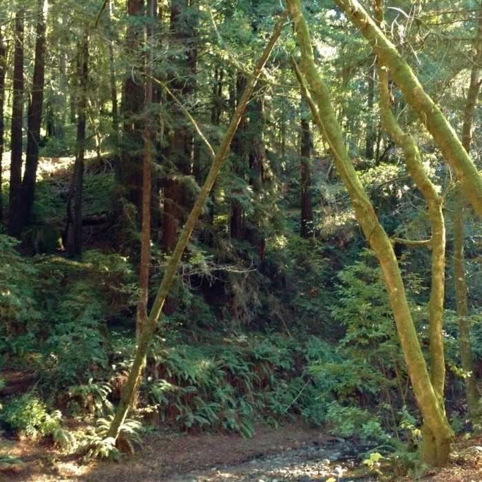 Near Aptos Rancho Trail