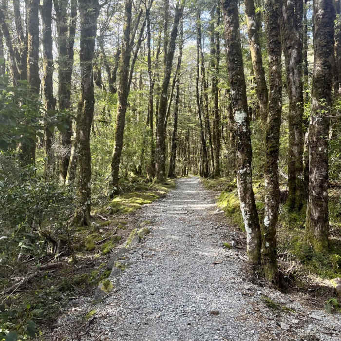 Near Bridal Veil Falls Lookout Walk Near Bridal Veil Falls Lookout Walk