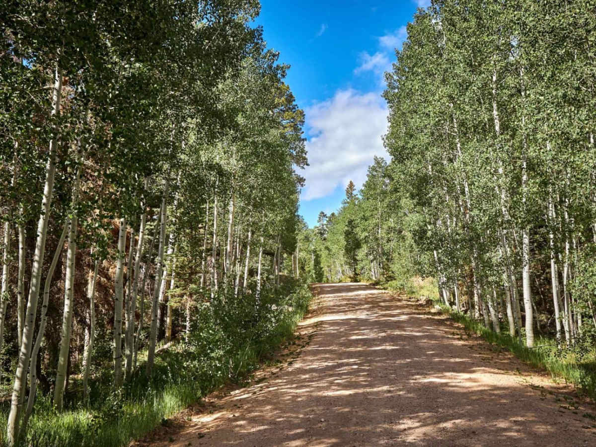 East Rim Ridge Trail trail photo