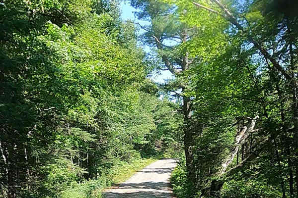 Nelligan Lake - Craig Lake Road