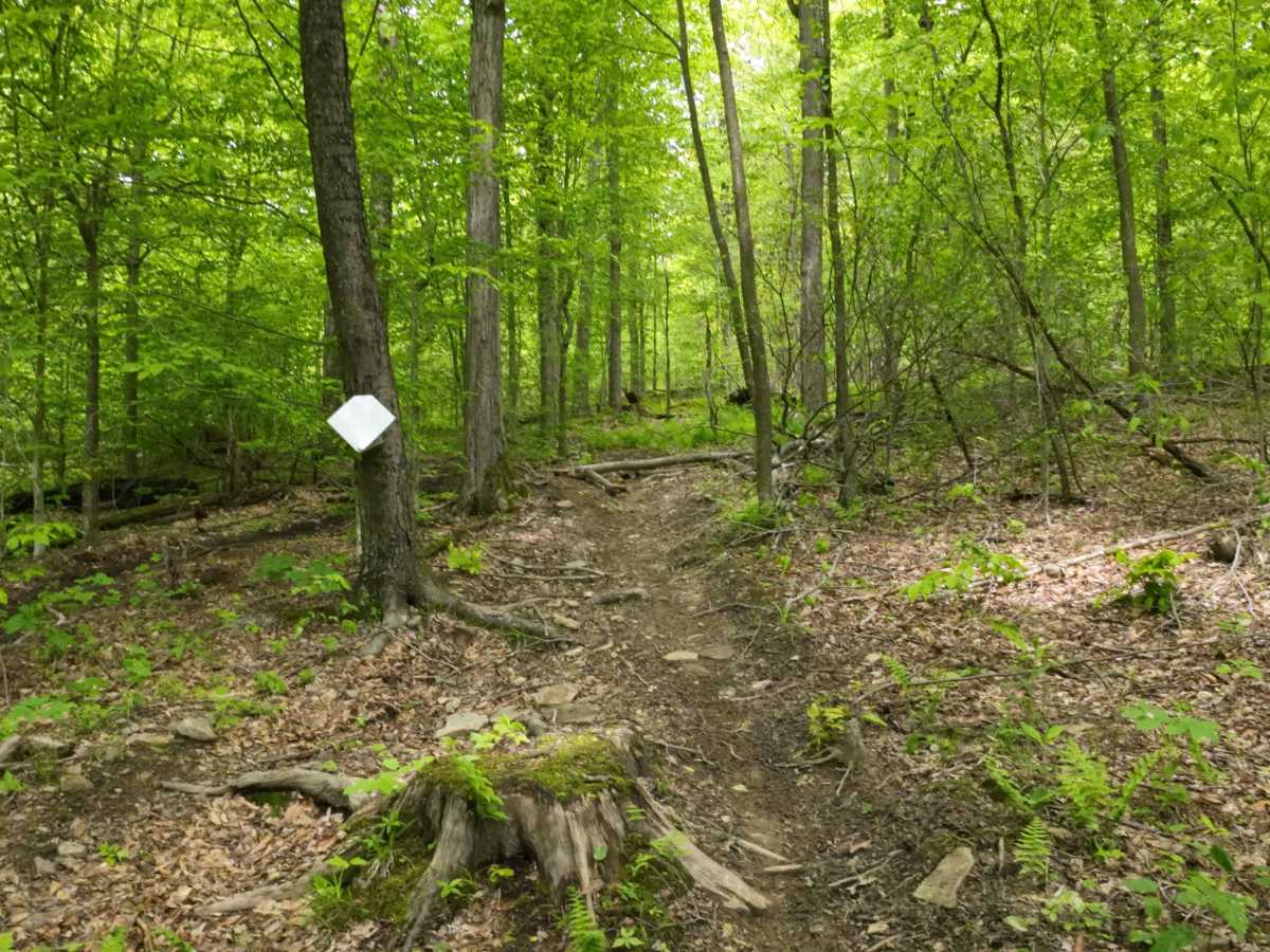Orange Single Track B4 B5 G9 photo 4